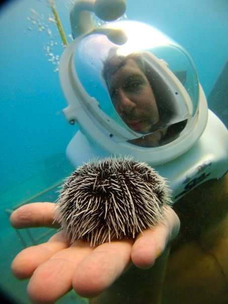 sea urchin aruba PIC OF THE DAY: Sea Urchin in Aruba